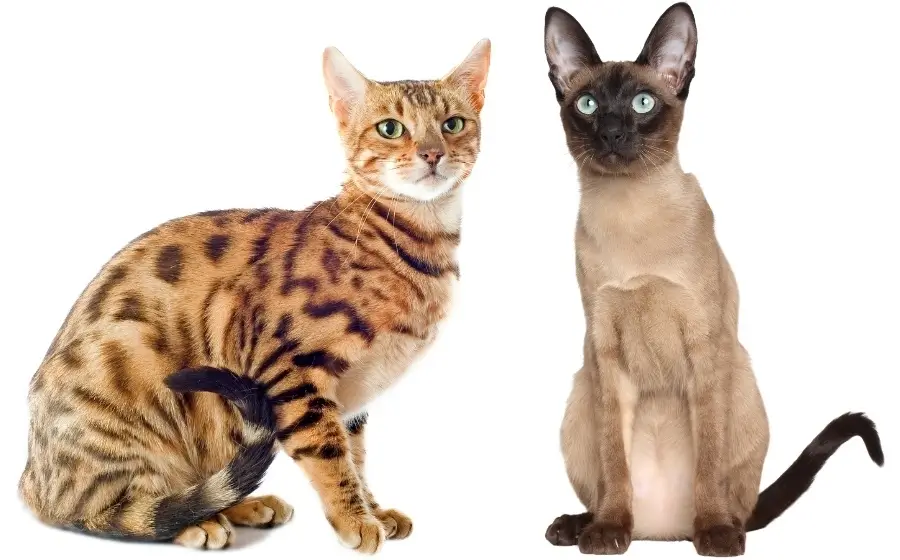 Excessive Meowing and Yowling Why Is My Cat So Vocal?